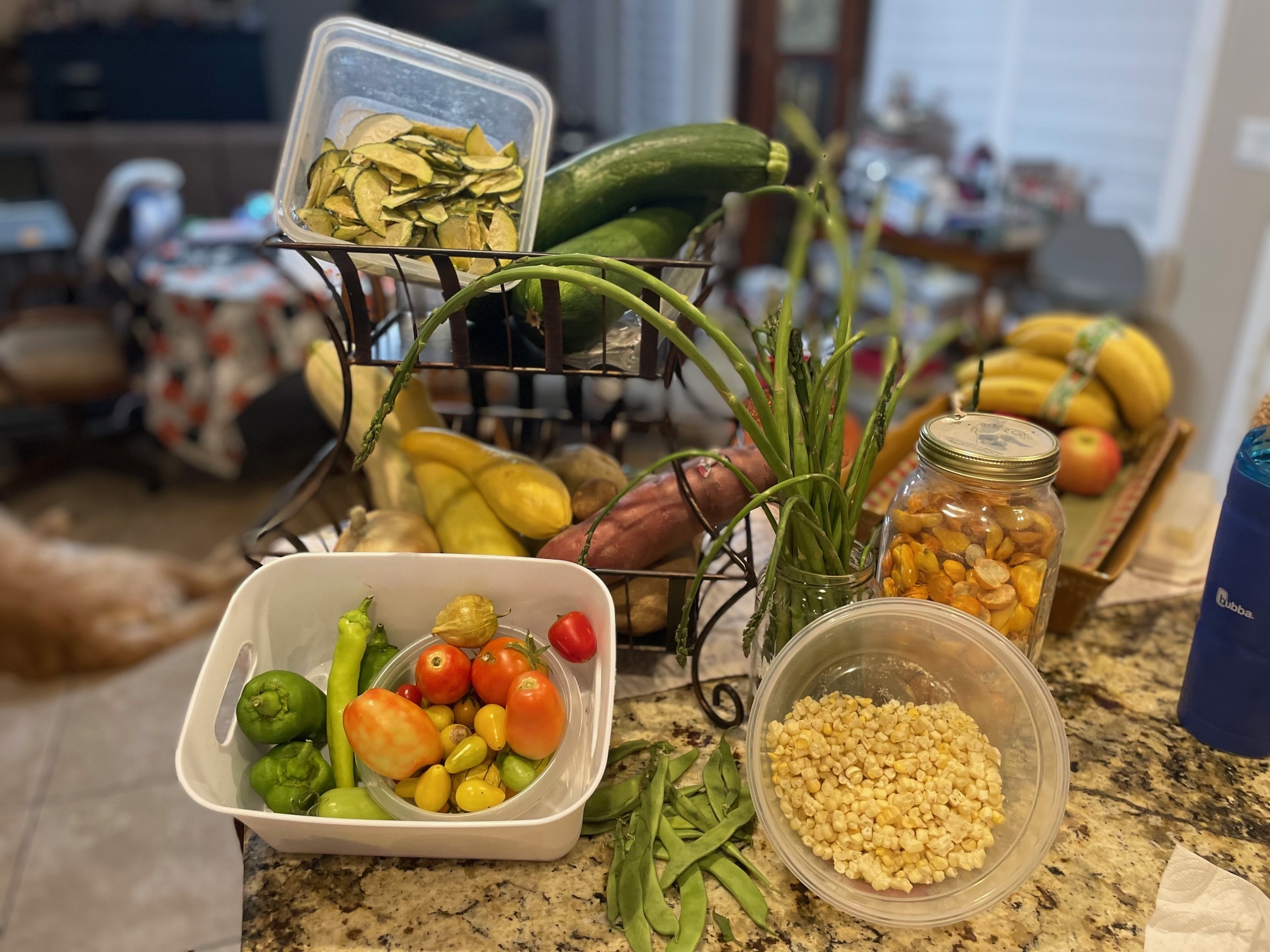Harvestin your garden vegetable, homegrown, veggies, zucchini, tomato, green bean, yellow squash, 