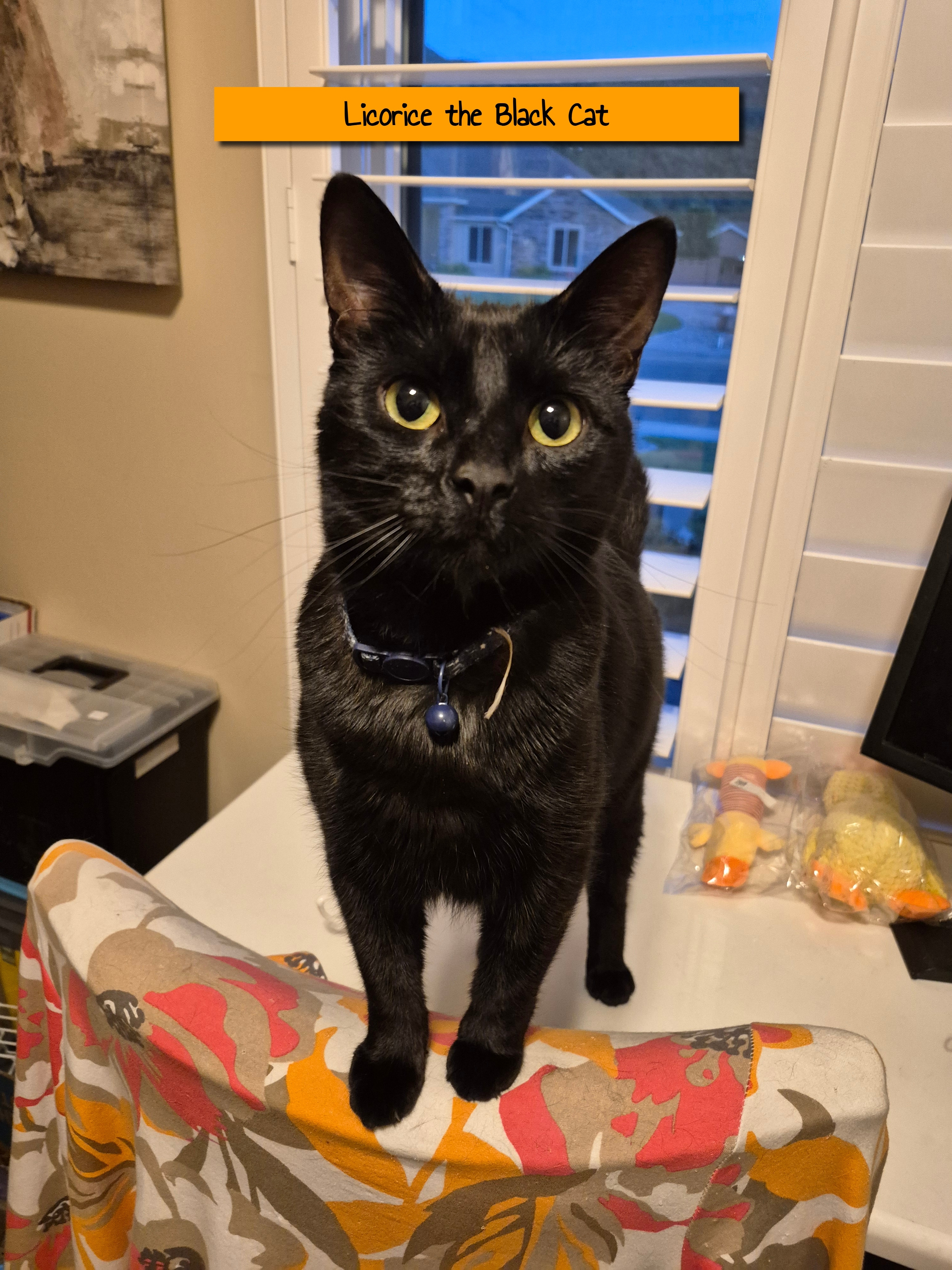 Licorice_black_cat_preparedness_packaging_PackFreshUSA_black_animal