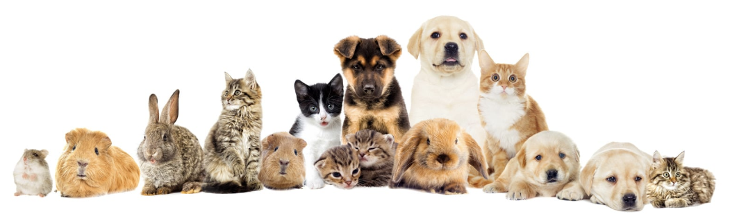 Pet Emergency Disaster Preparedness - PackFreshUSA